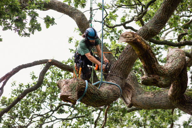 How Our Tree Care Process Works  in  Sunset, UT